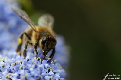 g3/96/632696/3/124770804.FLX0HNQ8.jpg