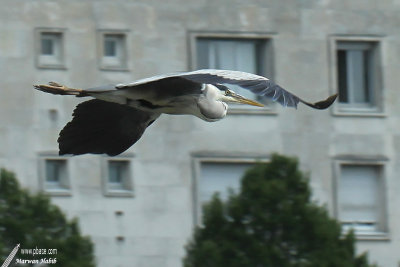 Grey heron / Héron cendré