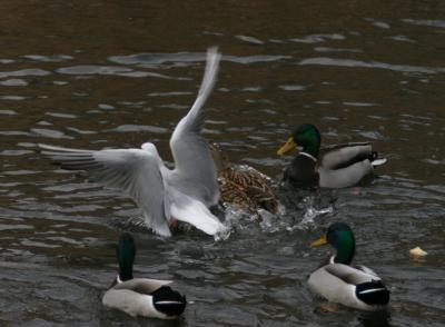 Seagull and Ducks / Mouette et Canards
