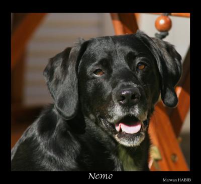Nemo