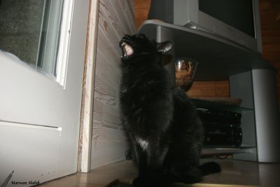 Kitty - Open the door!!! / Ouvrez la porte!!!