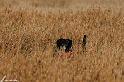 Nemo - Can you see me? / Me vois-tu?