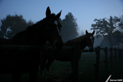 20-11-2007 : Horses at dusk / Chevaux au crpuscule