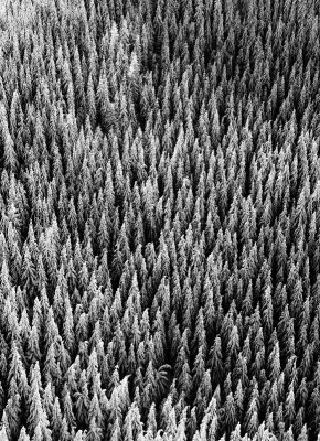 sea of trees - Speak for the Trees Book