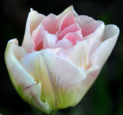 detail in tulips