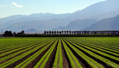 farm in Palm Springs