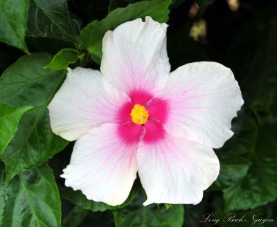 hibiscus