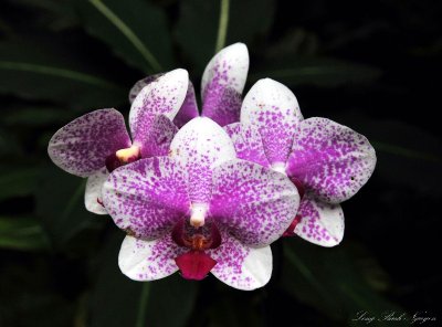 purple orchid