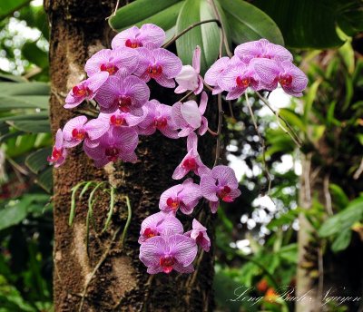 orchid on a tree