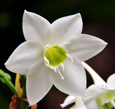 white and green orchid