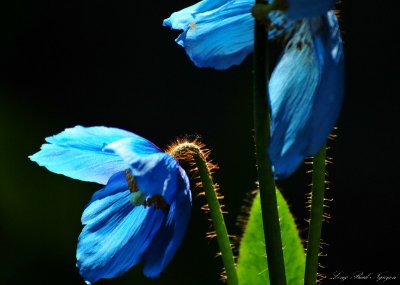 Blue Poppy