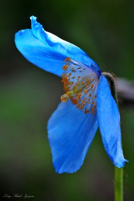 Blue Poppy