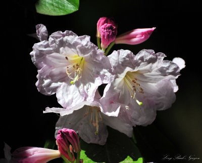 pink rhodie