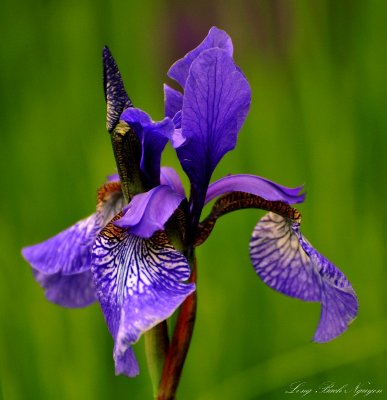 flight of butterfly Iris