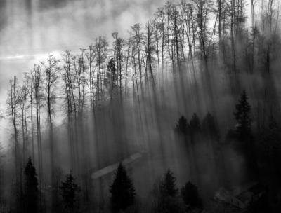 dark trees in fogs
