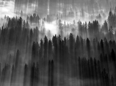 mists among trees, Duvall, Washington