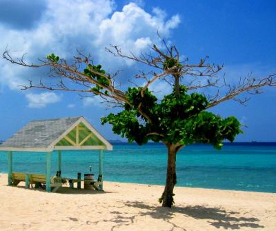 Beach and Tree Cayman