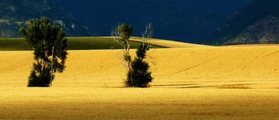 two trees in wheat field