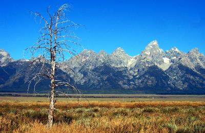 Tree and Teton