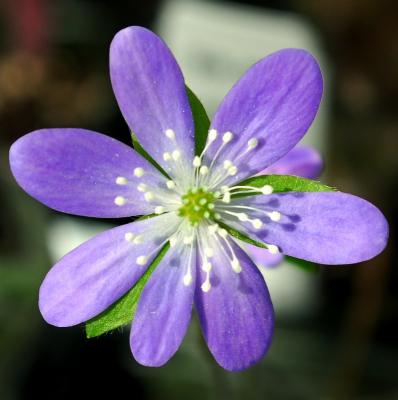 purple and white