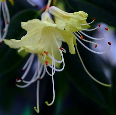 yellow hanging rhodie