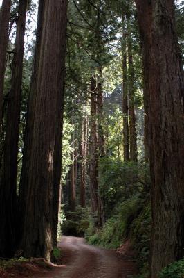 Tall Redwood