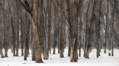strange forest in falling snow