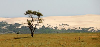 dry landscape