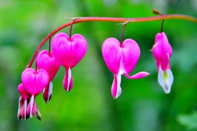 bleeding hearts