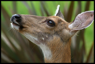 SJ Islands Deer