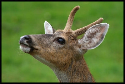 SJ Islands Deer