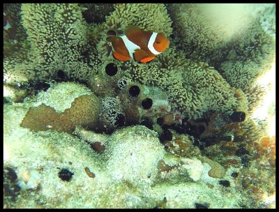 Ocellaris Clownfish