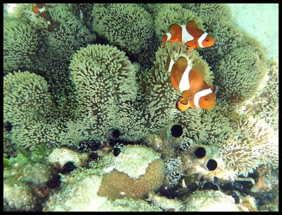 Ocellaris Clownfish
