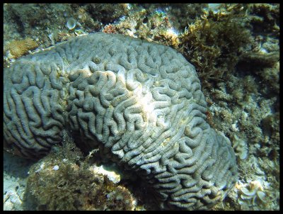 Brain Coral