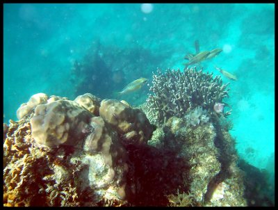 El Nido reef