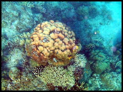 Brain Coral