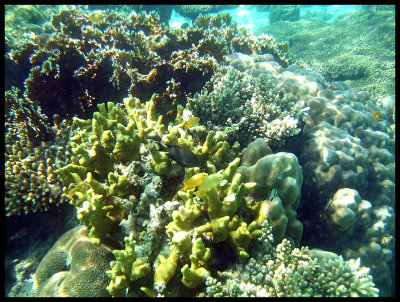 Cocoloco Reef