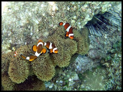 Ocellaris Clownfish