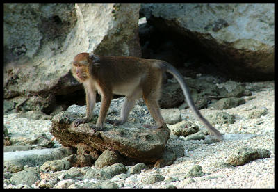 Crab-eating Macaque, Sangat