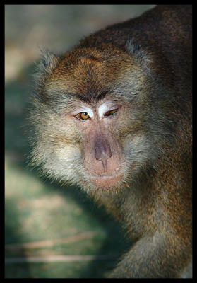Crab-eating Macaque, Sangat 