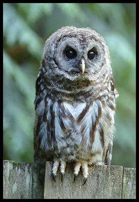 owls_2005