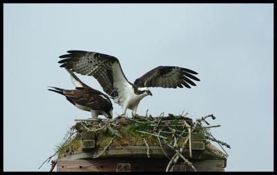 Ospreys_DSCF7207