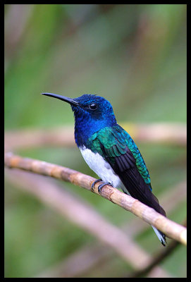 White-Neck Jacobin