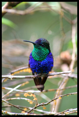 Violet-Crowned Wood Nymph