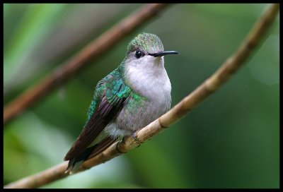 White-Necked Jacobin - female