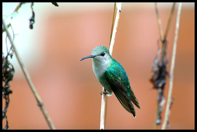 White-Necked Jacobin - female