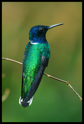 White-Necked Jacobin