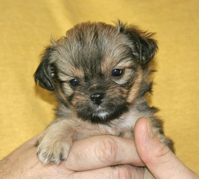 Polly (F)  5 weeks