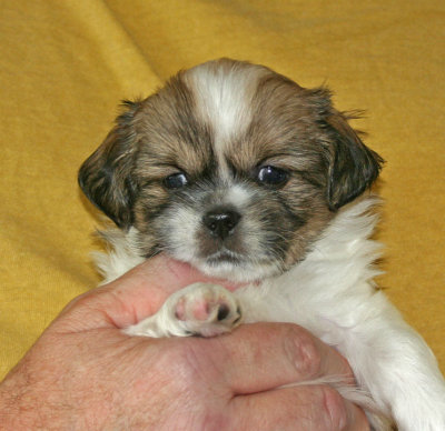 Rocky (M) 5 weeks