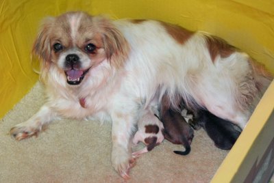 Kyra and Newborn Pups